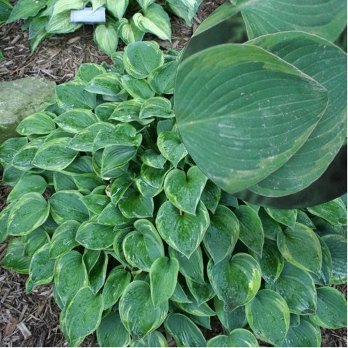 Hosta 'Toy Soldier' - Hosta  'Toy Soldier' P9/0,55L 